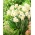 Double scented daffodil, narcissus - 'Cheerfulness' - large package - 50 pcs