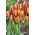 Červeno-žluté tulipány - velké balení - 50 ks.