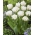 Tulip 'Mount Tacoma' - paquete grande - 50 piezas