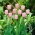 Tulpe 'Pink Diamond' - große Packung - 50 Stück