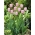 Tulipe 'Pink Diamond' - grand paquet - 50 pcs