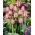 Tulip 'Pink Impression' - embalagem grande - 50 unidades