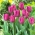 Tulip 'Purple Prince' - XXXL package! - 250 pcs