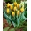 Tulip 'Ravana' - large package - 50 pcs