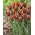 Tulip 'Slawa' - paquete grande - 50 piezas