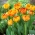 Tulip 'Sunlover' - paquete grande - 50 piezas