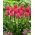 Tulip 'Van Eijk' - XXXL package! - 250 pcs