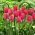 Tulipe 'Van Eijk' - Forfait XXXL! - 250 pieces