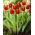 Tulipán 'Verandi' - veľké balenie - 50 ks