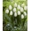 White Prince' tulip - XXXL package! - 250 pcs