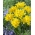 Tulip 'Yellow Spider' - pacote grande - 50 unidades
