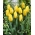 Tulipe - Jaune - Paquet XXXL! - 250 pieces
