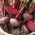 סלק אדום אגיפסקי - שורשים שטוחים בצורת דיסקוס - סרט זרעים עם הידרוג&#39;ל - 