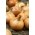 Cebolla "Octavia" - NANO-GRO - aumenta el volumen de cosecha en un 30%