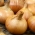 หัวหอม "ออคเทเวีย" - NANO-GRO - เพิ่มปริมาณการเก็บเกี่ยว 30% - 