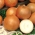 Cipolla "Torunianka" - NANO-GRO - aumenta il volume del raccolto del 30% - 