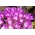 Jesenný krokus - 'Violet Queen' - veľké balenie - 10 ks; lúčny šafran, nahá dáma