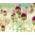 Round-headed leek - Allium sphaerocephalon - XXXL package! - 1000 pcs; round-headed garlic, ball-head onion, drumsticks, Kugellauch