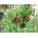 Дикий чеснок - волосатые цветы - упаковка XXXL! - 250 шт; луковая трава, вороний чеснок, оленьий чеснок - 