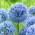 Cipolla blu globo - Confezione XXXL! - 250 pezzi; cipolla ornamentale blu, aglio blu del cielo, aglio blu
