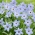 Ipheion - zvaigžņu zieds - Uniflorum - XXXL iepakojums! - 500 gab. pavasara zvaigznīte
