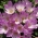 Syksyn krookus - 'Lilac Wonder' - iso pakkaus - 10 kpl; niitty sahrami, alasti nainen - 