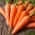 Carrot Dolanka - RUBAN À GRAINES AVEC ENGRAIS