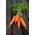 Zanahoria "Berlikumer 2 - Perfection" - NANO-GRO - aumenta el volumen de cosecha en un 30% - 
