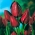 Tulipa 'Wallflower' - pacote grande - 50 unidades