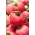 Tomate "Raspberry Rodeo" - NANO-GRO - aumenta o volume da colheita em 30% - 