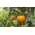 Ντομάτα "Jantar" - NANO-GRO - αύξηση του όγκου της συγκομιδής κατά 30% - 