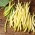 Haricot nain "Golden Saxa" - NANO-GRO - augmentation du volume de récolte de 30%