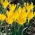 Narciso invernale - Pacchetto XXXL! - 50 pezzi; narciso autunnale, narciso autunnale, mughetto, croco autunnale giallo