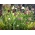 Slangehoved fritillary - XXXL pakke! - 250 stk. skakblomst, frøkop, guinea-høne blomst, guinea blomst, spedalsk lilje, Lazarus klokke, ternet lilje, ternet påskelilje, hængende tulipan, fritillary