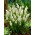 White grape hyacinth - XXXL package! - 250 pcs