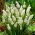 Hyacint z bílých hroznů - balíček XXXL! - 250 ks.