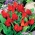 Botanikus tulipán - 'Tubergen's változatosság' - XXXL csomag! - 250 db.