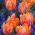 Tulipan 'Prinses Irene Parrot' - stor pakke - 50 stk