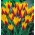 Tulipa botânica - 'Cynthia' - Pacote XXXL! - 250 pcs.