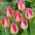 Tulip 'Page Polka' - pacote grande - 50 unidades