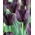 Tulipano "Queen of Night" - confezione grande - 50 pz