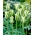 Tulip 'Spring Green' - paquete grande - 50 piezas