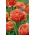 Tulipa franja (Crispa) - 'Sensual Touch' - embalagem grande - 50 unidades