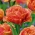 Fringe (Crispa) tulipán - 'Sensual Touch' - veľké balenie - 50 ks