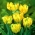 Tulipe perroquet 'Texas Gold' - grand paquet - 50 pcs