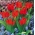 Tulipán botánico - 'Tubergen's Variety' - ¡Paquete XXXL! - 250 piezas