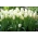 Zema augoša tulpe - 'White Purissima' - liels iepakojums - 50 gab.