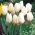 Lågväxande tulpan - 'White Purissima' - stort paket - 50 st
