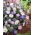 Balkanska anemona - mješavina raznolikih boja - XXXL pakiranje! - 400 kom; Vjetrovka grčka, zimovka vjetrovka