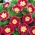 红矮星牵牛花“红色少尉”;三色旋花 -  200粒种子 - Convolvulus tricolor - 種子